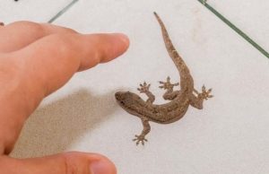 What does a lizard squeaking in the house mean?