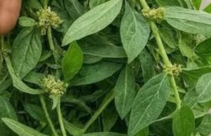 If you have this leaf in your house you actually have gold but you don’t know..