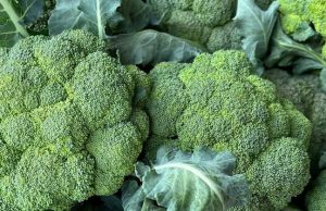 Doctors Reveals That Eating Green Broccoli Causes …