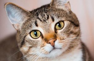 These are the behaviors that indicate your cat thinks you’re its mom