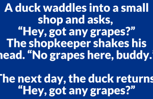 A duck waddles into a small shop